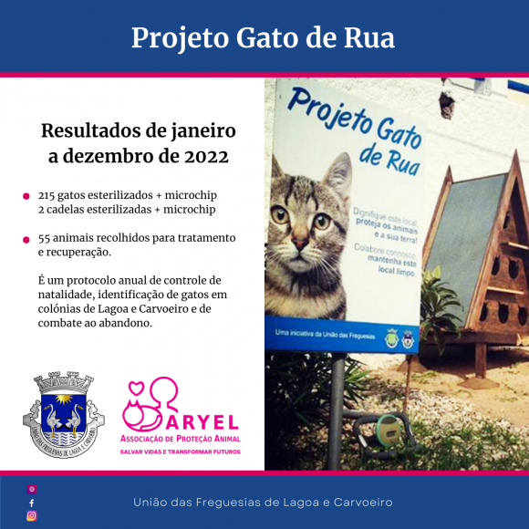 Projeto Gato de Rua em Lagoa e Carvoeiro