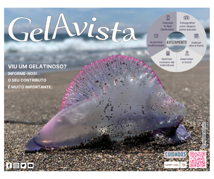 GelAvista - Viu um Gelatinoso?